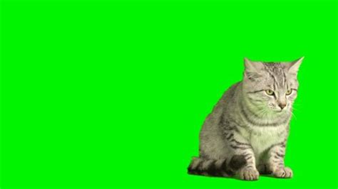 Cat Fluffy Green Background Screen Kitty Stock Footage Video (100% ...