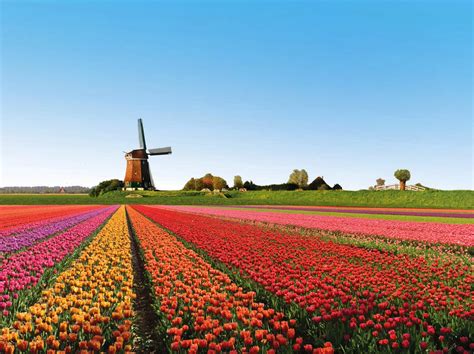 beautiful tulip fields is the best places to travel Holland - Beautiful ...