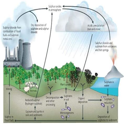 Sulphur Cycle - ClearIAS