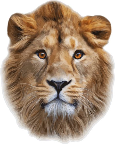 Lionhead rabbit Lion's Head Cougar Clip art - lion png download - 482* ...