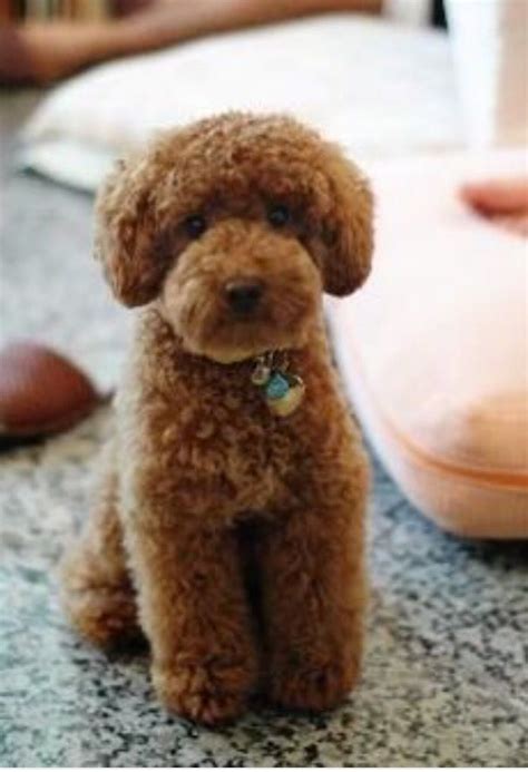 Pin on Miniature poodle