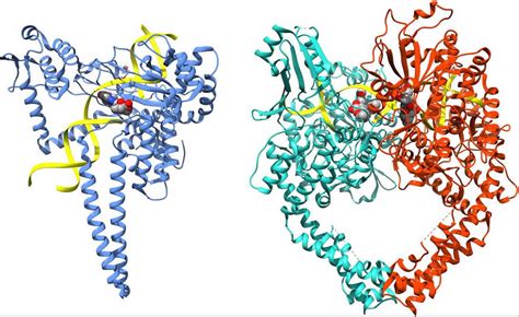 DNA topoisomerase function, structure & topoisomerase inhibitors