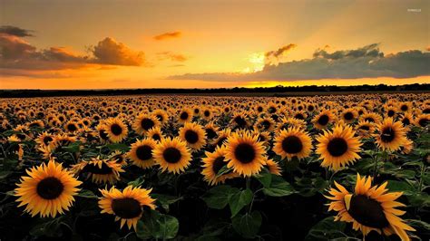 Sunflowers At Sunset Wallpapers - Wallpaper Cave