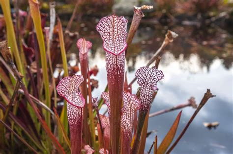 14 Pretty Carnivorous Plants That Eat Bugs