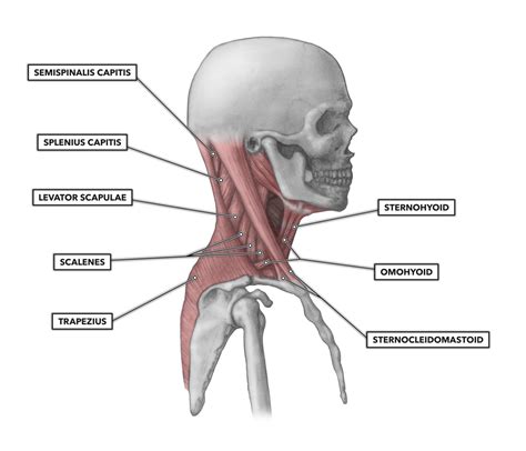 CrossFit | Cervical Muscles, Part 1