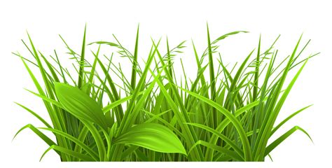 Grass Clipart in Nature - 59 cliparts