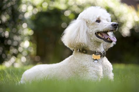 Poodle Dog Breed Profile