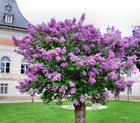 Lilac Tree Planting Guide