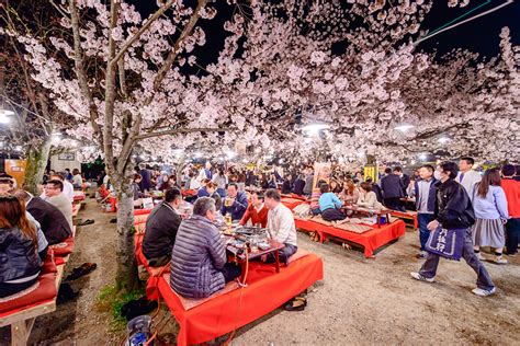 Hanami party at Maruyama-koen Park - Inside Kyoto