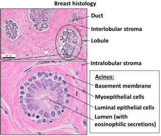 Lumen (anatomy) - Wikipedia