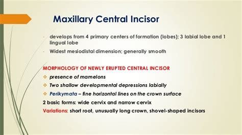 Maxillary central incisor (ORAL ANATOMY)