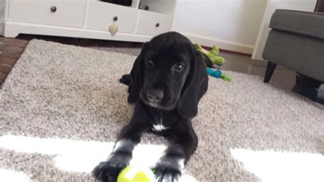 My beautiful Speagle (cocker spaniel x beagle) puppy at 2 months old ...