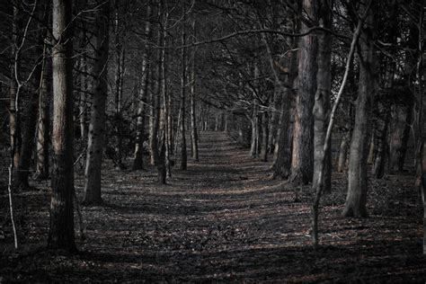 Scary Woods Wallpapers - Wallpaper Cave