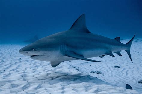 Bull Shark in the Great Lakes: Fact or Fiction? - American Oceans