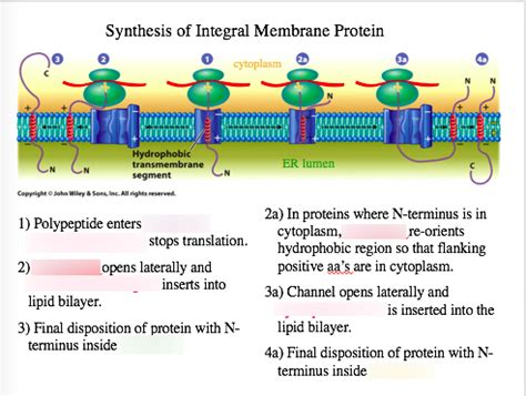 Synthesis of Integral Membrane Protein Diagram | Quizlet