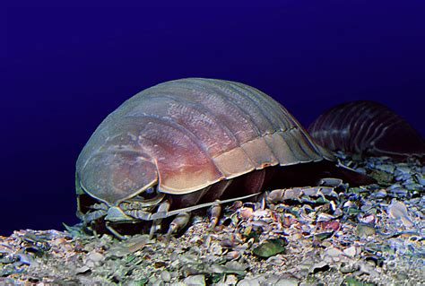 Giant Deep Sea Isopod Bathynomus giganteus Photograph by Wernher ...