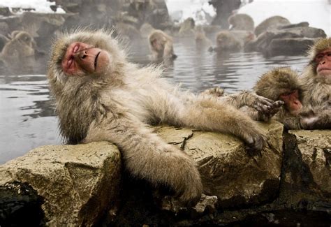 Hot springs in Japan are just amazing, ask this fellow what he thinks ...