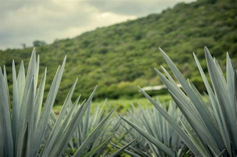 Premium Photo | Closeup of the agave field under the sunlight in ...