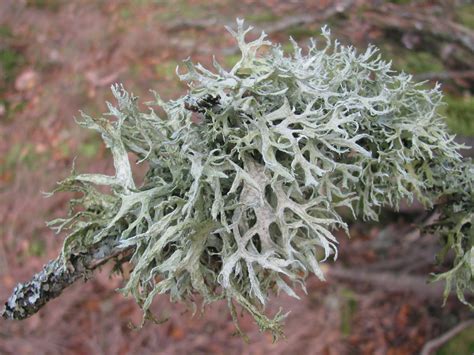 Identifying Lichens • Northumberland National Park