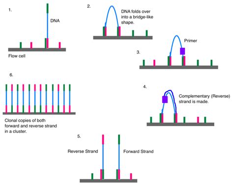 How Does Illumina Sequencing Work - Pediaa.Com