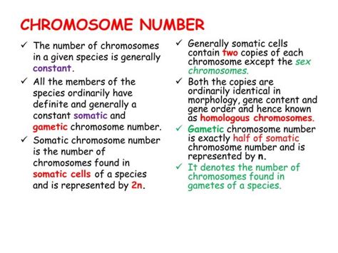 Chromosome Structure & Function | PPT