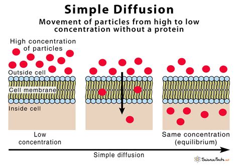 3 Types Of Diffusion Plus Examples For Each Cell Transport | Images and ...