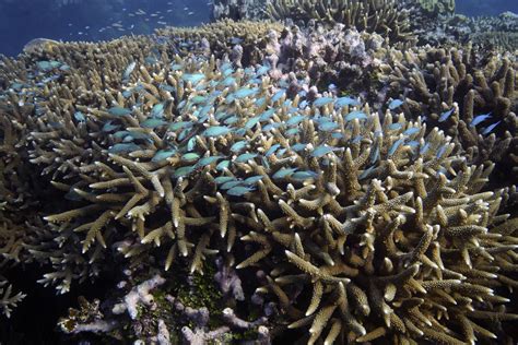 Black Corals Discovered Near The Great Barrier Reef | IAS Abhiyan