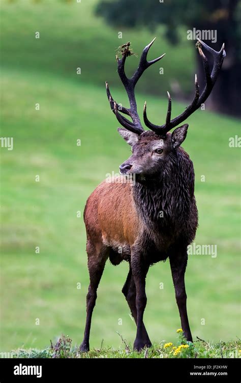 A Portrait of A Native Irish Red Deer Stag in the Kerry Mountains ...