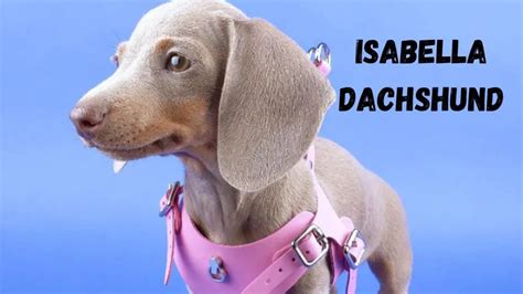 Isabella Dachshund: Everything You Need To Know