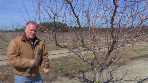 Pruning a Mature Peach Tree - YouTube