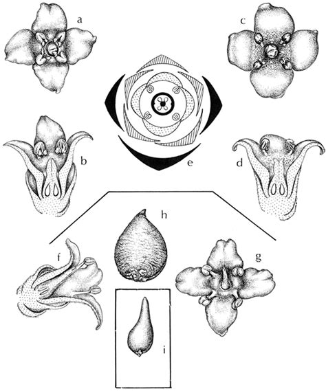 Family: Avicenniaceae (Acanthaceae) | Family