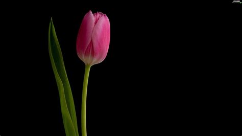 Tulip Flowers HD Wallpapers free download