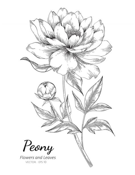 Premium Vector | Peony flower drawing illustration with line art on ...