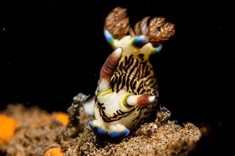 55 of the Most Colorful Sea Slugs in the World | Color Meanings