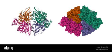 Structure of the human erythrocyte pyruvate kinase tetramer. 3D cartoon ...