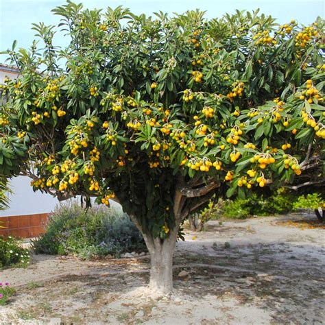 Loquat Trees for Sale | BrighterBlooms.com