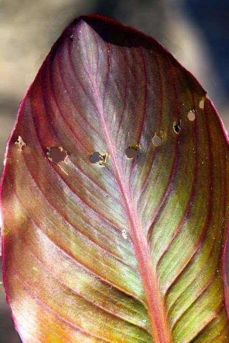 Neil Sperry: Leaf rollers can do a number on canna plants | Local News ...