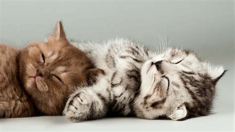 Kittens Sleeping UHD 4K Wallpaper | Pixelz