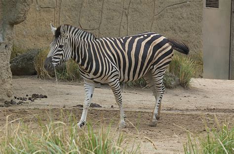 File:Zebra-Melbourne-Zoo-20070224-042.jpg - Wikimedia Commons