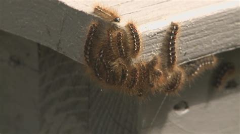 Maine issues browntail moth advisory amid fall activities ...