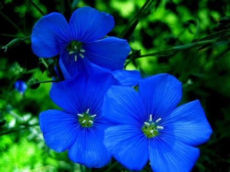 Похожее изображение | Types of blue flowers, Blue flowers images, Blue ...