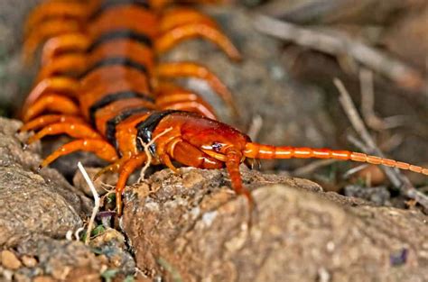 Are Centipedes Poisonous or Dangerous? - IMP WORLD