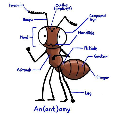 Ants Anatomy - Anatomical Charts & Posters