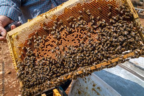 Honeycomb in a bee farm Stock Photo | Adobe Stock