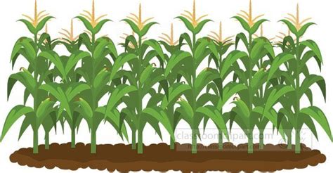 Agriculture Clipart-corn field clipart