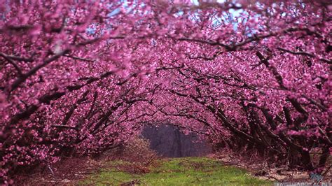 East Texas crepes | Beautiful nature spring, Spring scenery, Spring ...