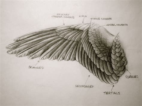 Pin by Pinner on Sandy Scott Art | Wings drawing, Wings art, Realistic ...