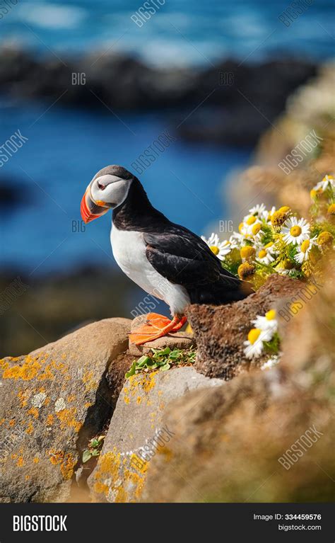 Puffin Iceland. Image & Photo (Free Trial) | Bigstock