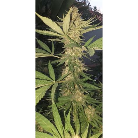 Purple dosi punch the treat in feminized seeds at growerschoice