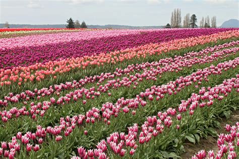 Tulip Festival In Mount Vernon Washington Photograph by Pierre Leclerc ...